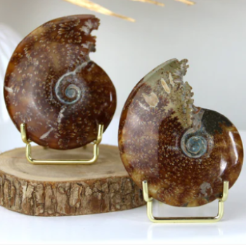 Ammonites Fossiles